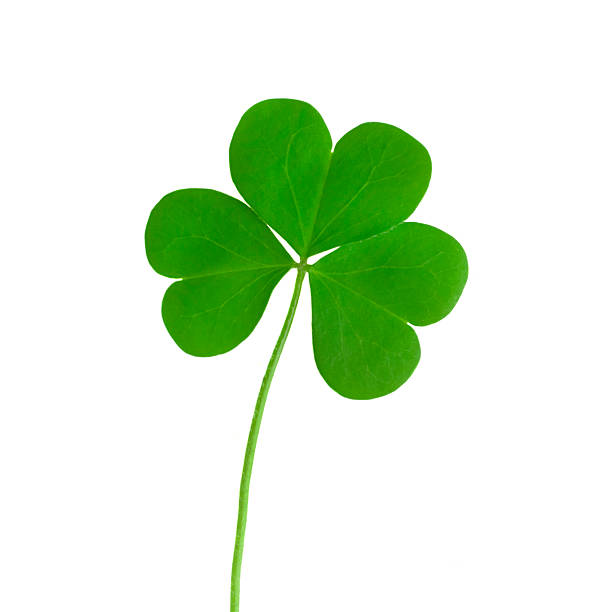 istock green clover symbol of a St Patrick day 469165767