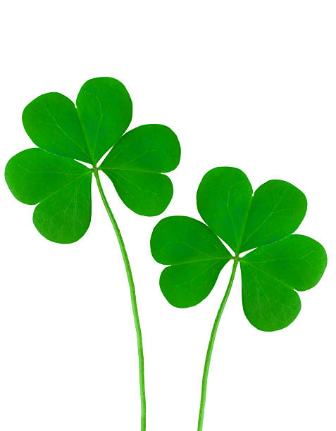 istock green clover symbol of a St Patrick day 469165787