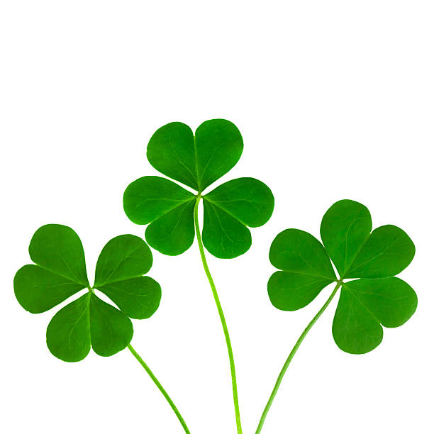 istock green clover symbol of a St Patrick day 469166063