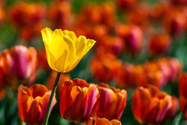istock Yellow tulip surrounded by red tulips 469167683