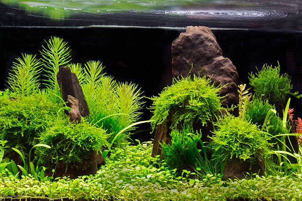 зеленый красивая planted пресноводная тропическая аквариум - hobbies freshwater fish underwater panoramic стоковые фото и изображения