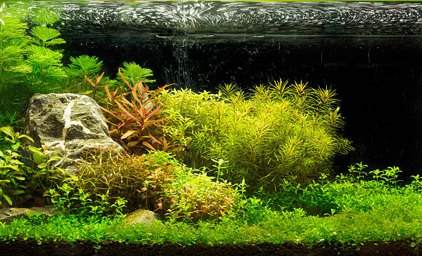 verde bonito plantadas aquário de água doce tropical - hobbies freshwater fish underwater panoramic imagens e fotografias de stock