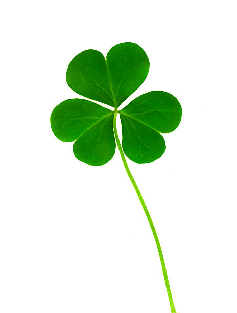 istock green clover symbol of a St Patrick day 469167963