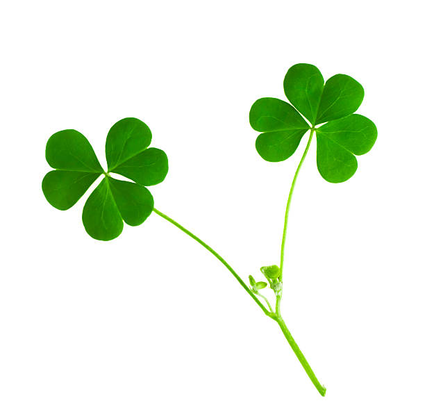 istock green clover symbol of a St Patrick day 469167965