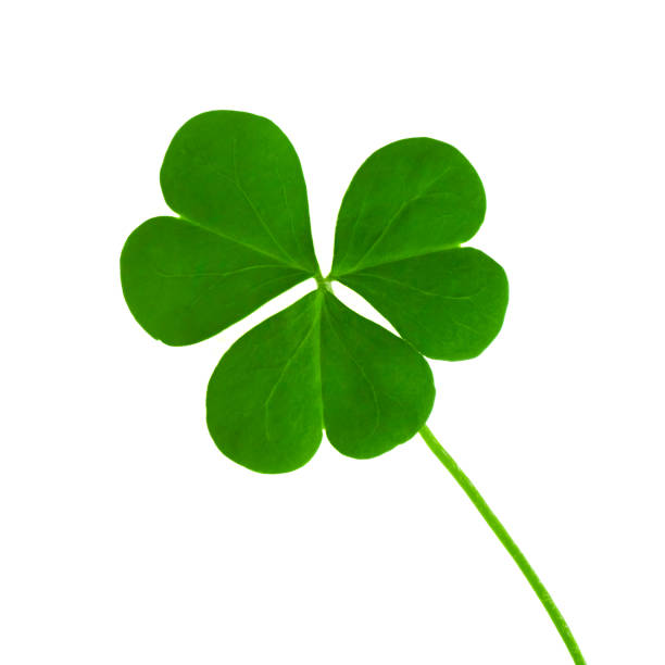 istock green clover symbol of a St Patrick day 469168003