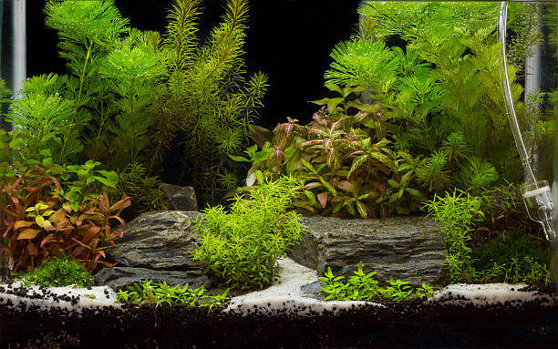 istock green beautiful planted tropical freshwater aquarium 469168112