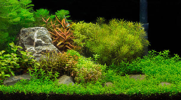istock green beautiful planted tropical freshwater aquarium 469168116