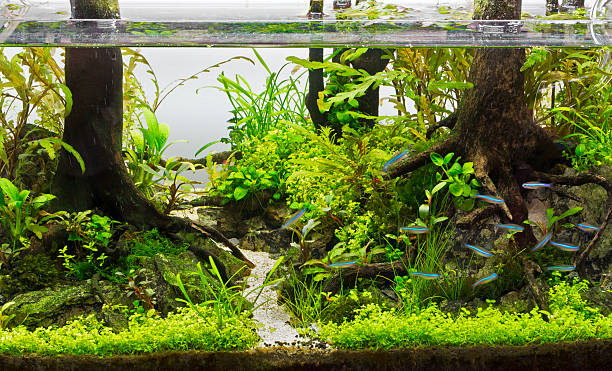 verde bonito plantadas aquário de água doce tropical - hobbies freshwater fish underwater panoramic imagens e fotografias de stock