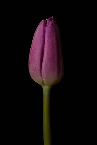 Botanical image of a purple tulip flower isolated on a black background.  The bent stem create an interesting separation to the image. The image has been light by flash from the left side producing a Rembrandt lighting effect