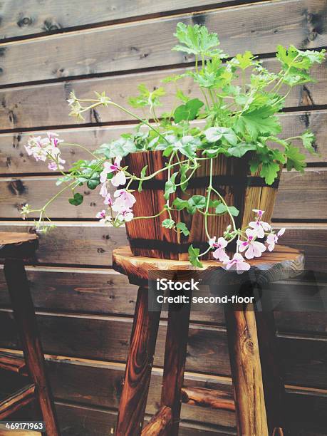 Geranium Flower In Wooden Pot Stock Photo - Download Image Now - Beauty, Beauty In Nature, Blossom