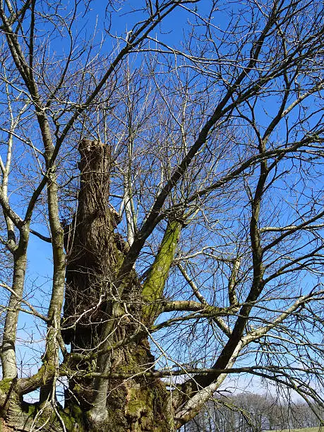 Photo showing an old and stumpy sweet chestnut tree (Latin name: castanea sativa), which is around two centuries old and boasts an enormous trunk.  The top of the tree is storm damaged and snapped off, being pruned neatly by a tree surgeon soon afterwards.  As the apex was damaged, new side shoots have started to grow upwards.