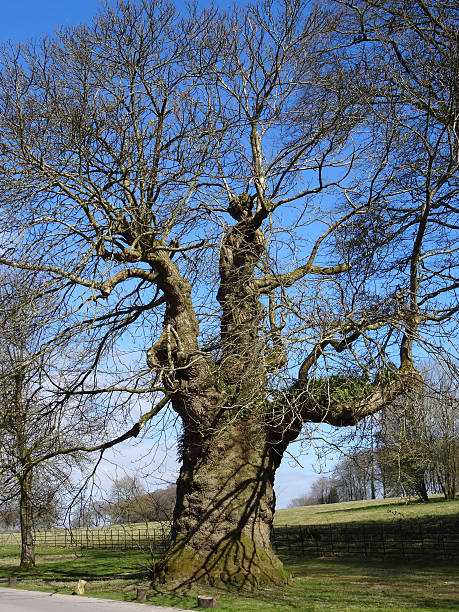 istock Image of old sweet chestnut tree with big trunk girth 469173924