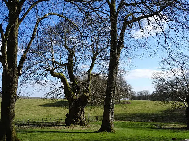 Photo showing a countryside scene in the winter, with an arrangement of deciduous trees shown with no leaves covering their branches and twigs.  Lime trees with tall, straight trunks are growing in the foreground, contrasting with the short and somewhat dumpy sweet chestnut tree growing behind.