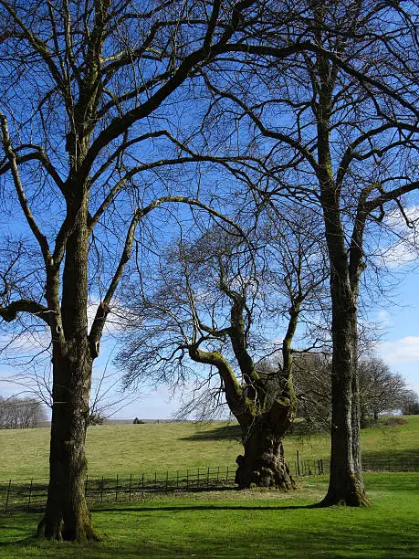 Photo showing a field where three contrasting deciduous trees are growing, with a pair of elegant and graceful lime trees (tilia europaea) reaching upwards in the foreground of the picture.  On the background is an ancient, gnarled sweet chestnut (castanea sativa), which appears much older and shorter, with a thicker trunk.