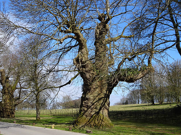 istock Image of ancient sweet chestnut tree with big trunk (castanea-sativa) 469173938