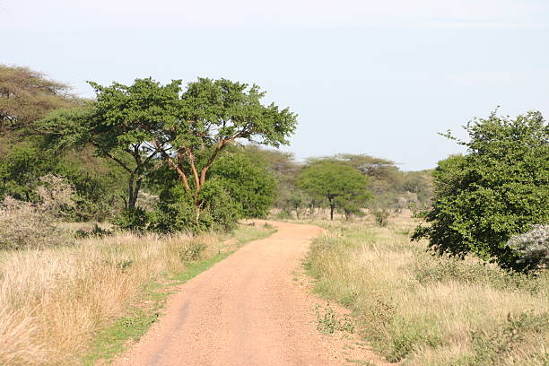 offroad, 4 x 4 드라이브 중유럽식 사바나, 세렝게티, 탄자니아 - masai mara national reserve sunset africa horizon over land 뉴스 사진 이미지