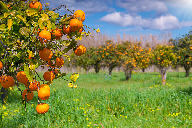 istock Sunny morning in orange garden in Sicily 469174228