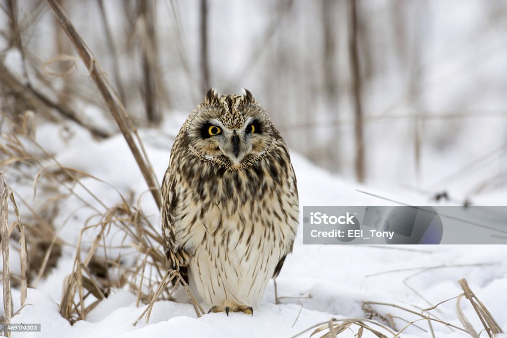 Short Eared Owl Short-eared owl perched in snow following winter storm. Short-eared Owl Stock Photo