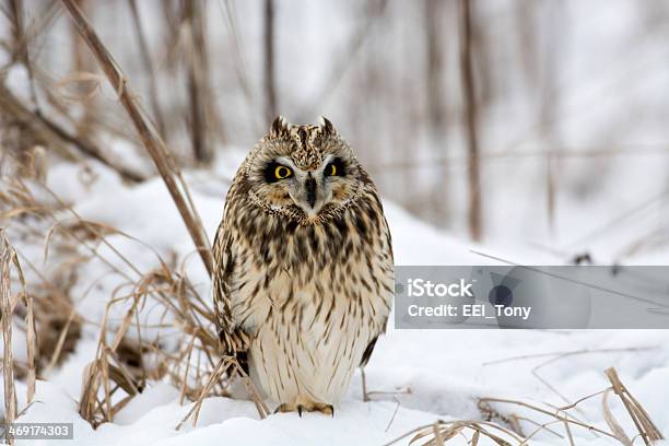 Short Eared Owl Stock Photo - Download Image Now - Short-eared Owl, Winter, Animal Wildlife