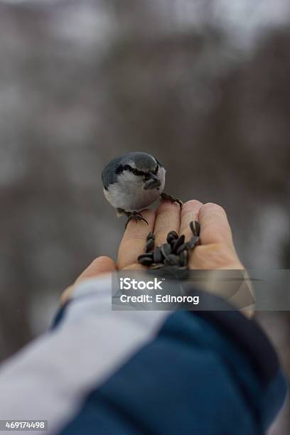 Man Feeding A Bird From The Hand Stock Photo - Download Image Now - 2015, Adult, Animal