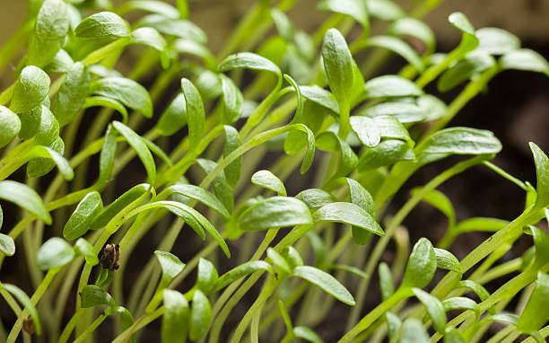 istock Green sprouts reach for light 469174709