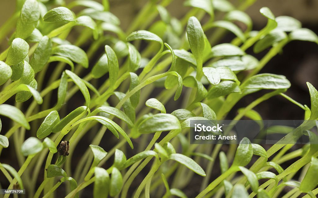 Green sprouts reach for light Macro of young tomato seedlings raise to light Agriculture Stock Photo