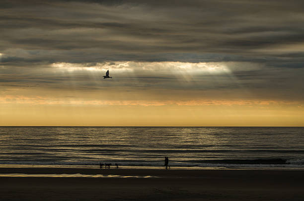 People and seagull over a sunset at thye beach