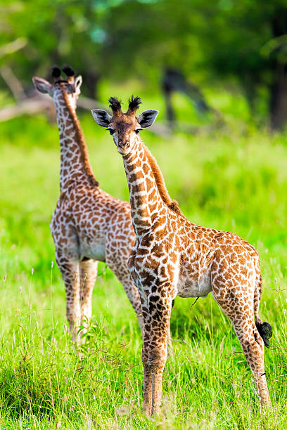 istock Baby giraffes like a toys 469180873