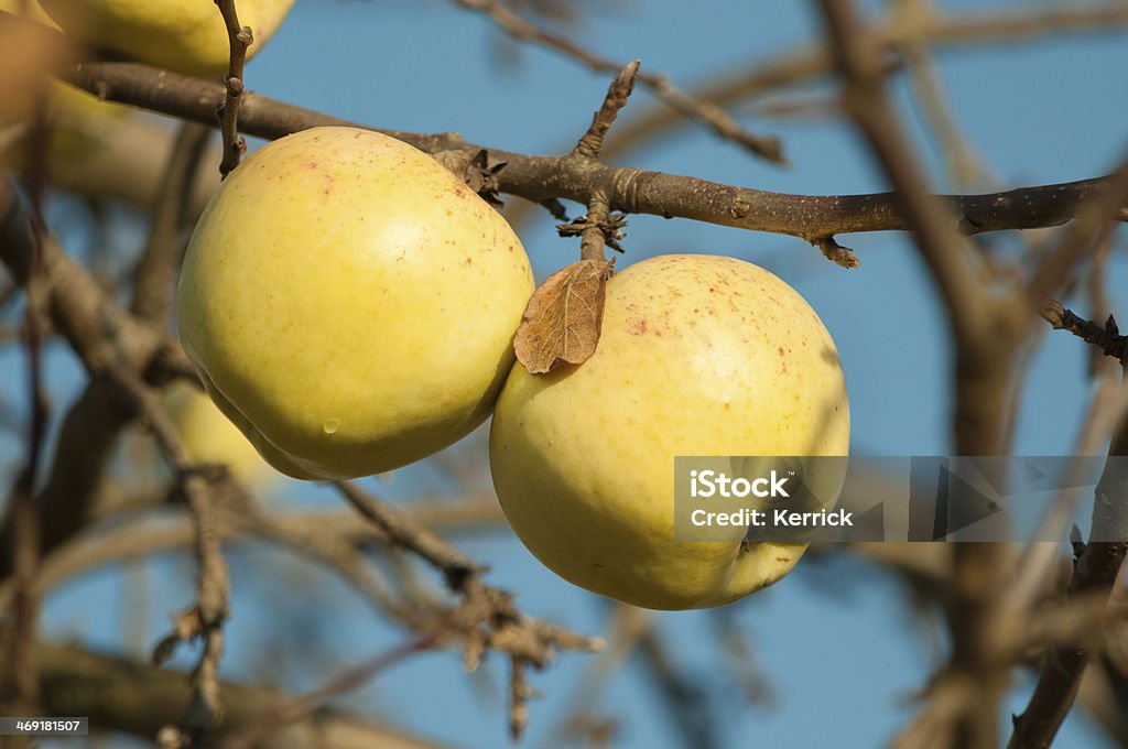 winter Apfel im november an einer von Bäumen - Lizenzfrei Apfel Stock-Foto