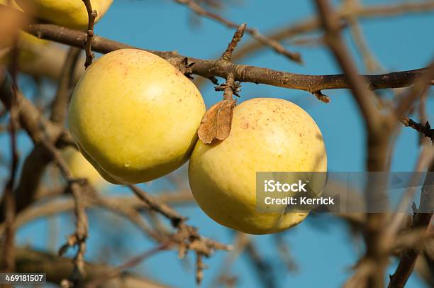 Winter Apfel Im November An Einer Von Bäumen Stockfoto und mehr Bilder von Apfel - Apfel, Ast - Pflanzenbestandteil, Baum
