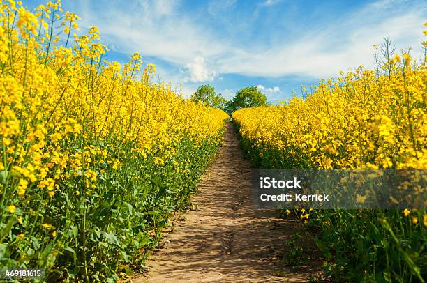 Canola Feld Mit Kleinen Fahrt In Den Bäumen Stockfoto und mehr Bilder von Agrarbetrieb - Agrarbetrieb, Baum, Baumblüte