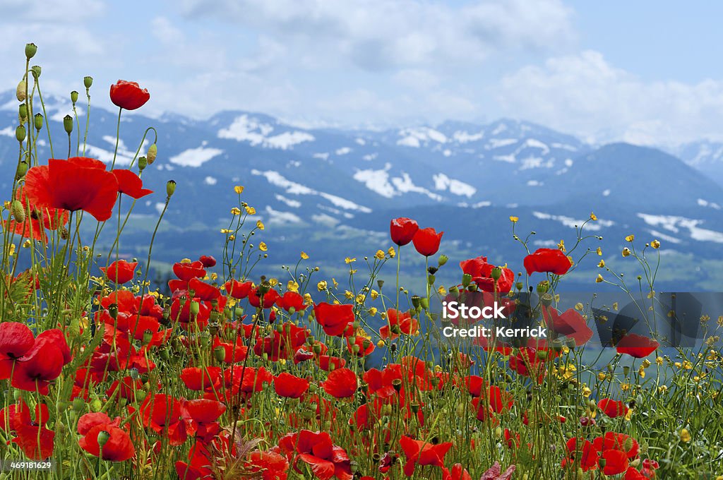 poppys auf Wiese vor mountains - Lizenzfrei Anhöhe Stock-Foto