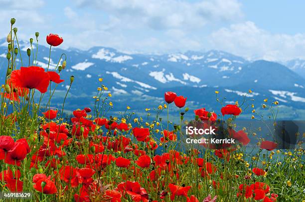 Poppys Auf Wiese Vor Mountains Stockfoto und mehr Bilder von Anhöhe - Anhöhe, Berg, Blume