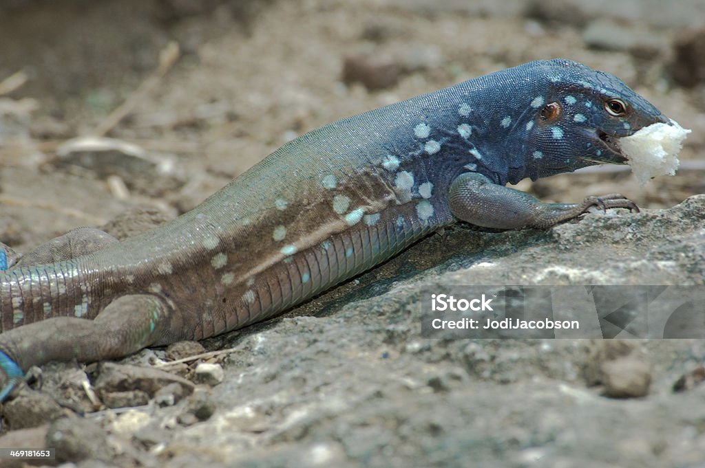 Blue jaszczurki Jaszczurka (Cnemidophorus murinus ruthveni) - Zbiór zdjęć royalty-free (Bez ludzi)