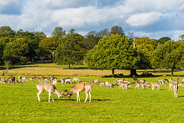 Richmond park London