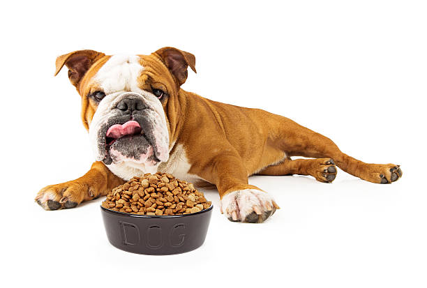 istock Bulldog Laying Down Eating 469181999