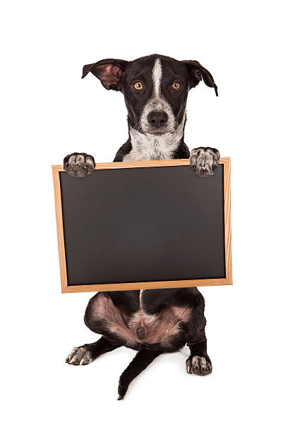 istock Puppy Holding Blank Chalk Board 469182143