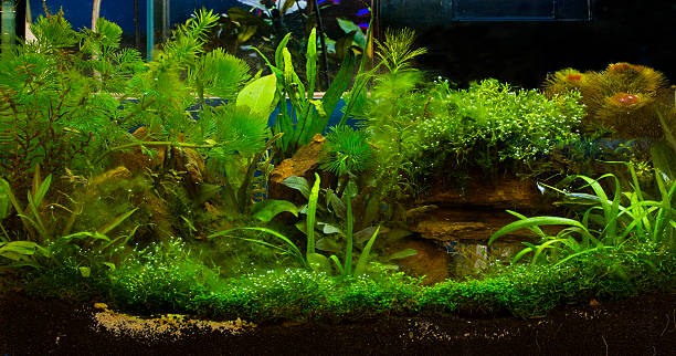 istock green beautiful planted tropical freshwater aquarium 469182390