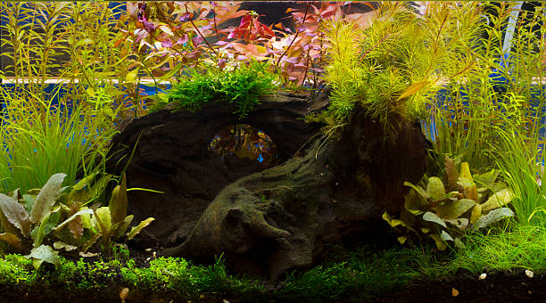 istock green beautiful planted tropical freshwater aquarium 469182402
