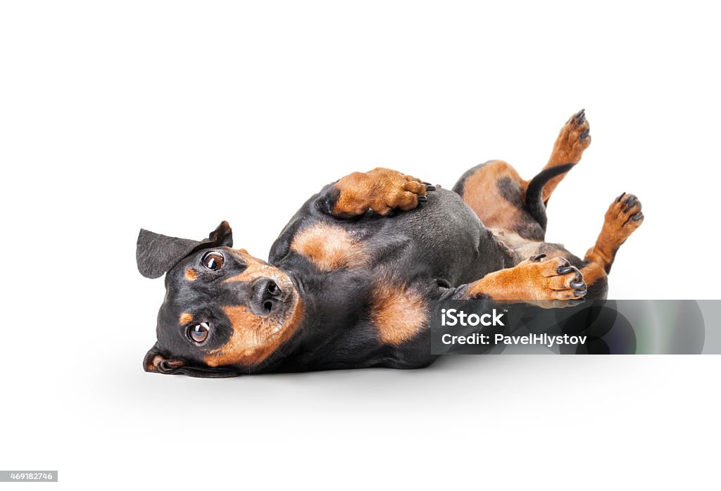 Close-up of Dachshund on white background Dachshund Stock Photo