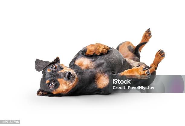 Closeup Of Dachshund On White Background Stock Photo - Download Image Now - Dachshund, Lying Down, Black Color