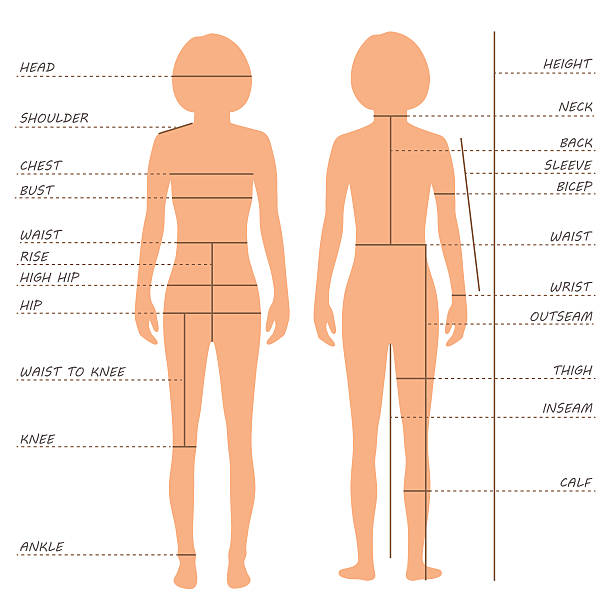 таблица размеров, измерения - sewing women tailor teenage girls stock illustrations