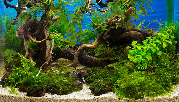 istock green beautiful planted tropical freshwater aquarium 469183640