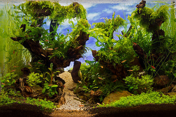 istock green beautiful planted tropical freshwater aquarium 469183674