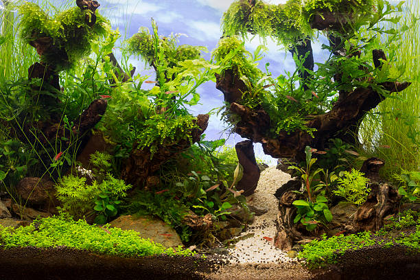 istock green beautiful planted tropical freshwater aquarium 469183686
