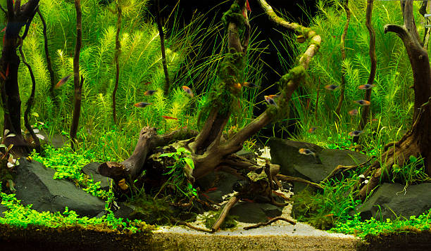 istock green beautiful planted tropical freshwater aquarium 469183694
