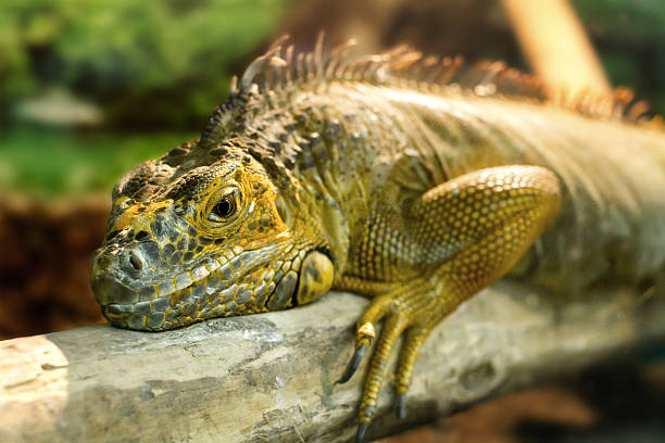 istock iguanas who sleeps on a thick branch 469186066
