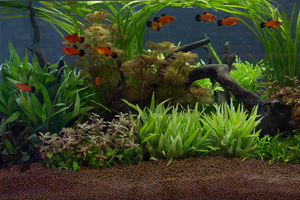 istock green beautiful planted tropical freshwater aquarium 469186104