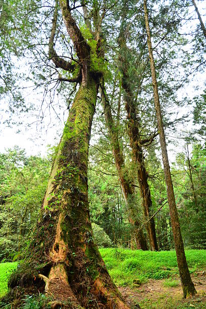 istock Giant and old red cypress trees with woods 469186220