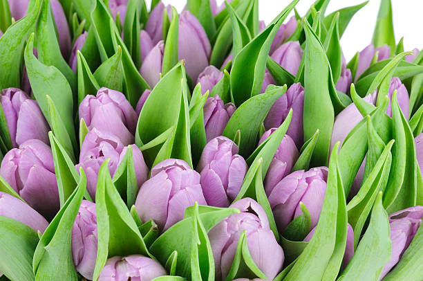 Violet tulips stock photo